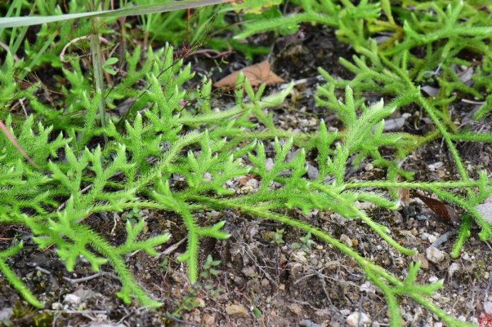 Lycopodium